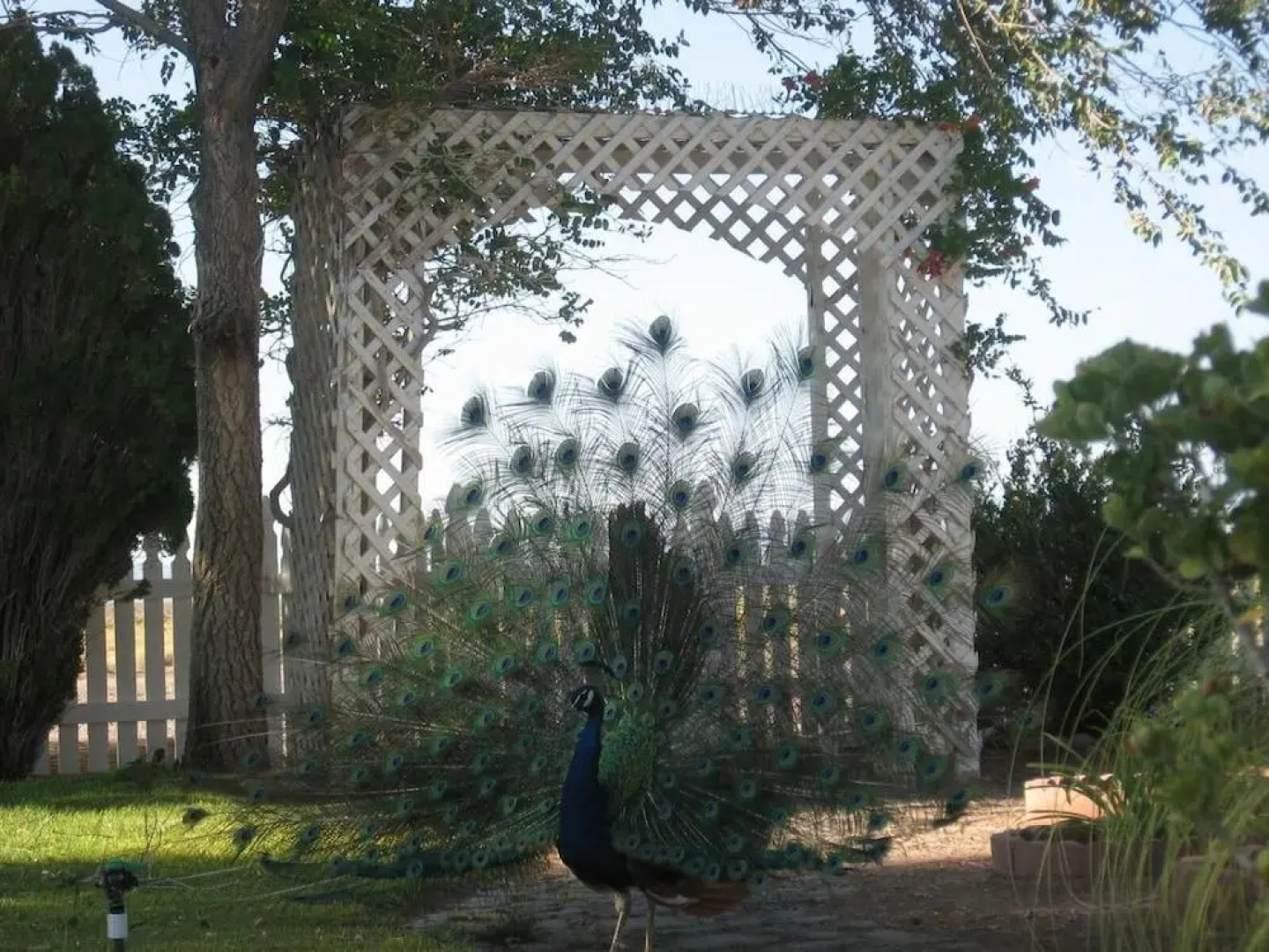 Shady Lady Bed & Breakfast