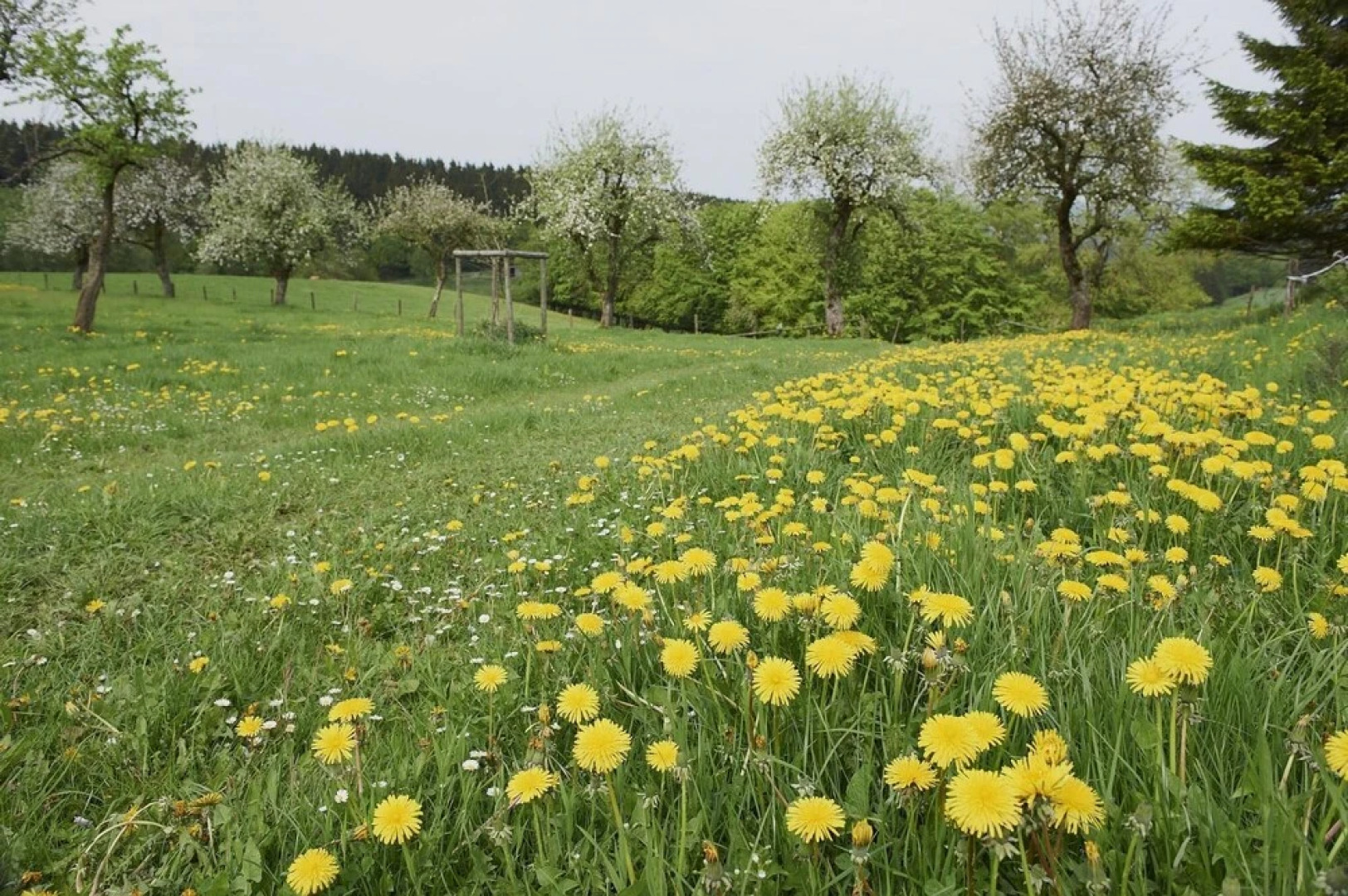 Sapini Re Type B In Wahlhausen