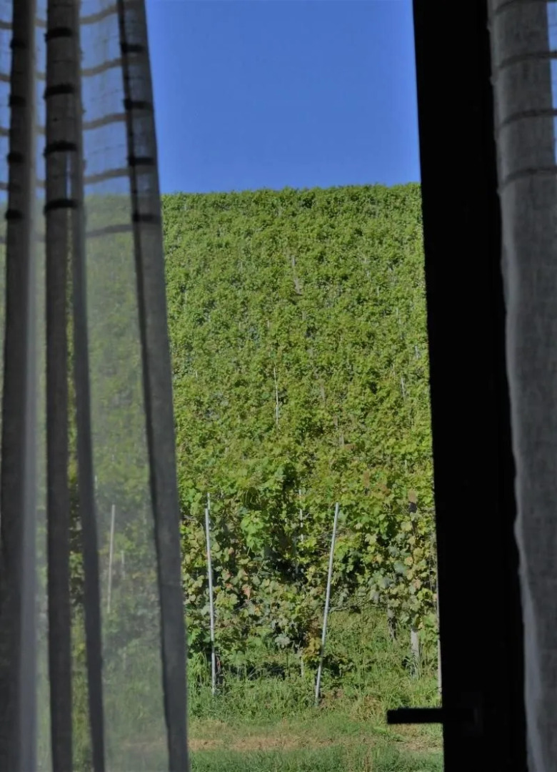 Agriturismo Vitae di Langa