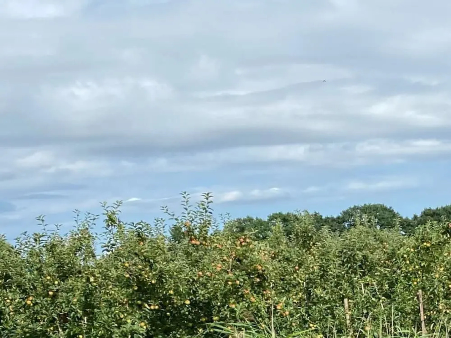 Holiday Apartment Elbe