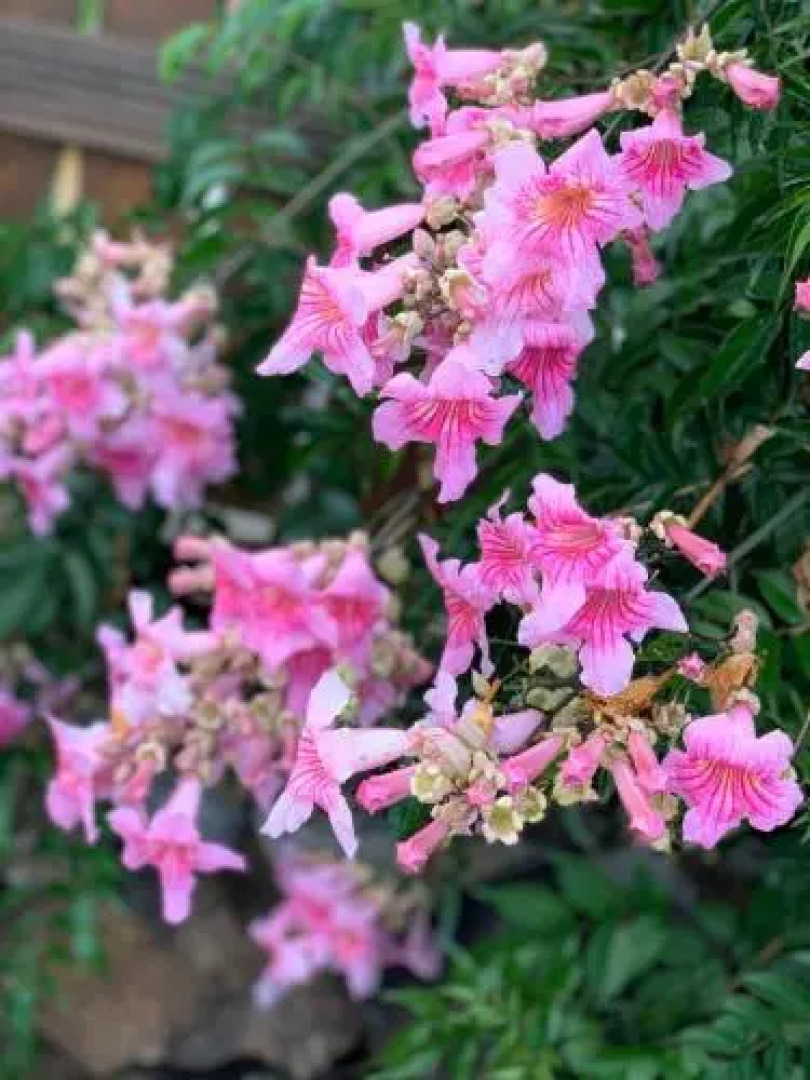 Ziggy's Mountain Retreat