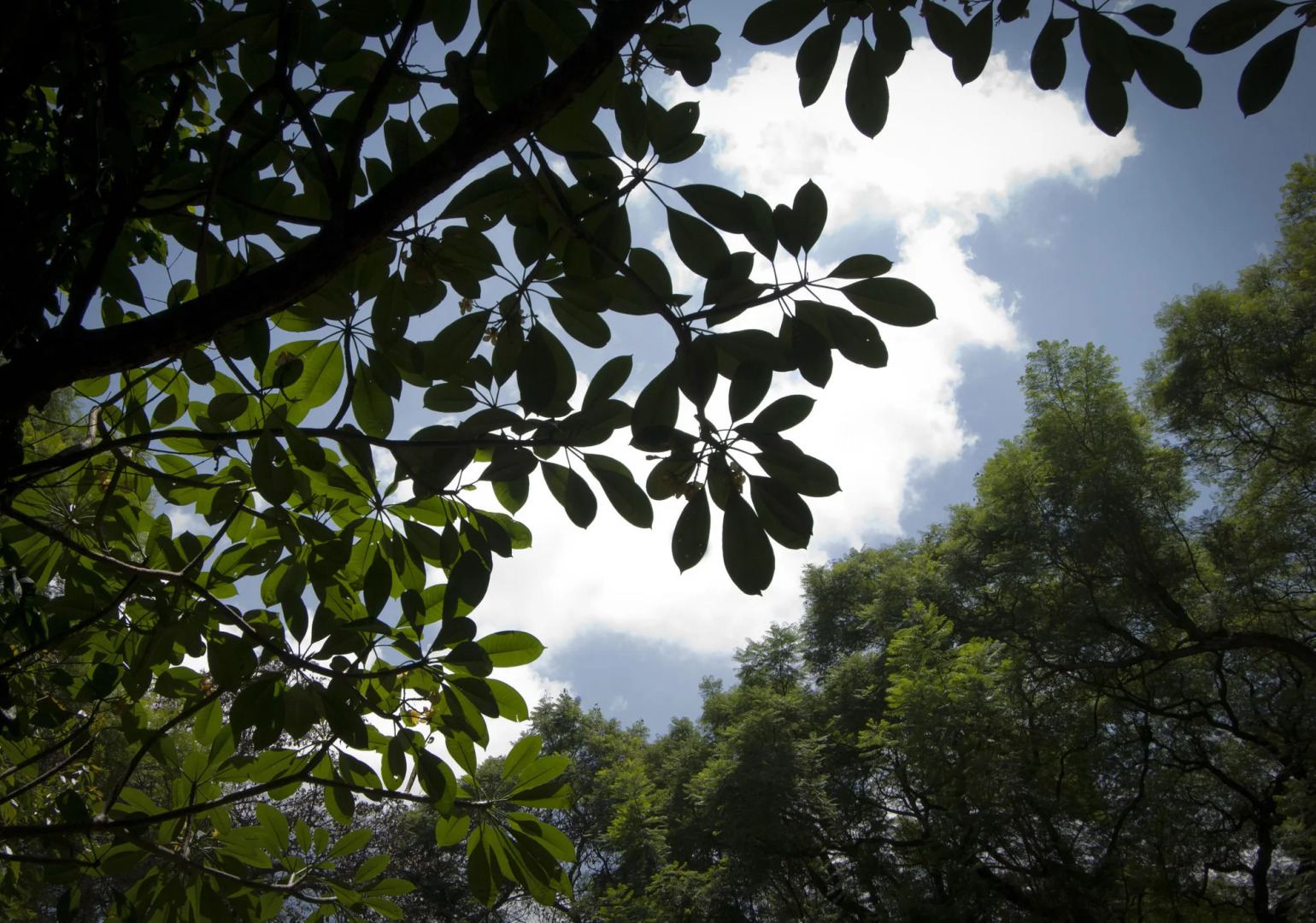 Four Points By Sheraton Arusha, The Arusha Hotel