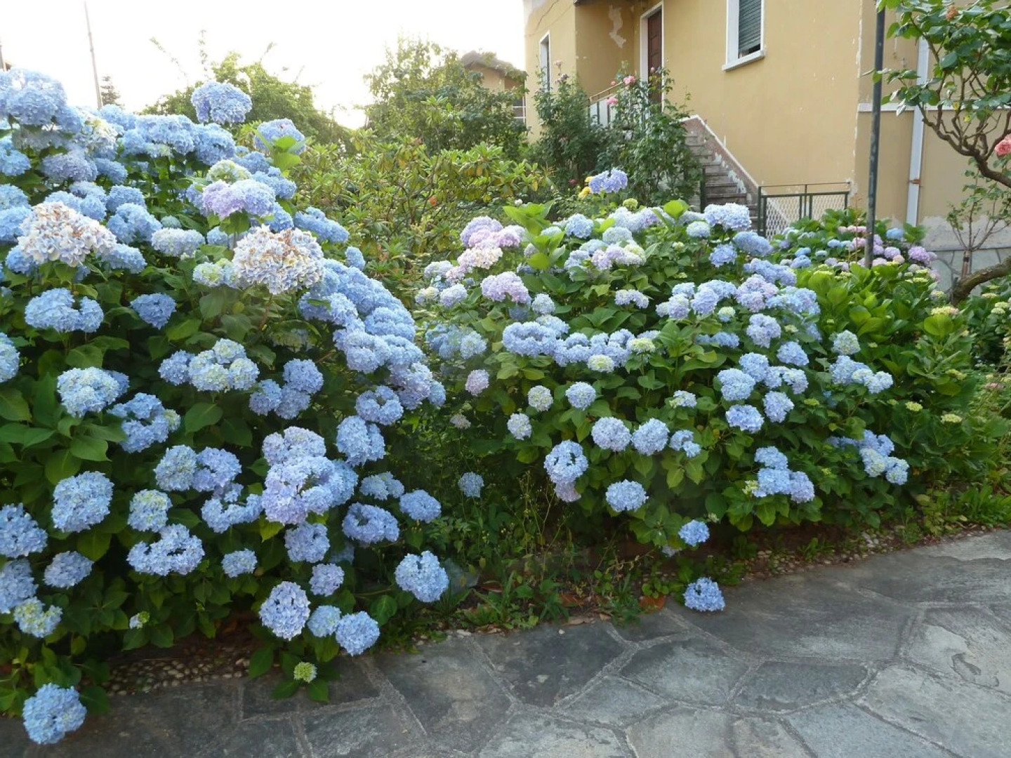 La Casa Delle Ortensie