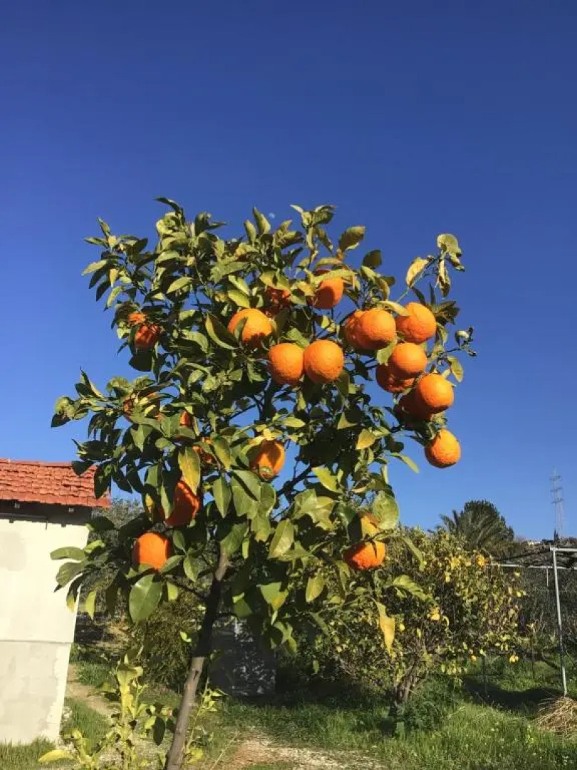 Pervolaris Cottages 1