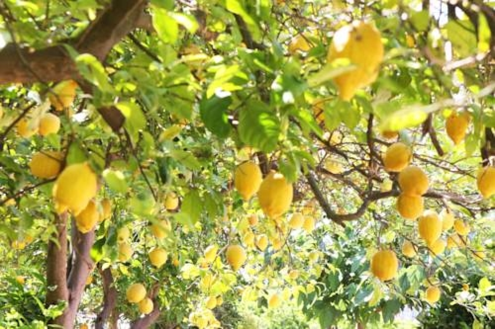 Finca Hotel Cas Curial