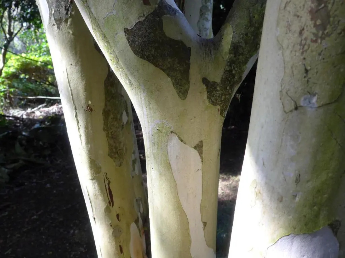 Wharepuke Subtropical Accommodation