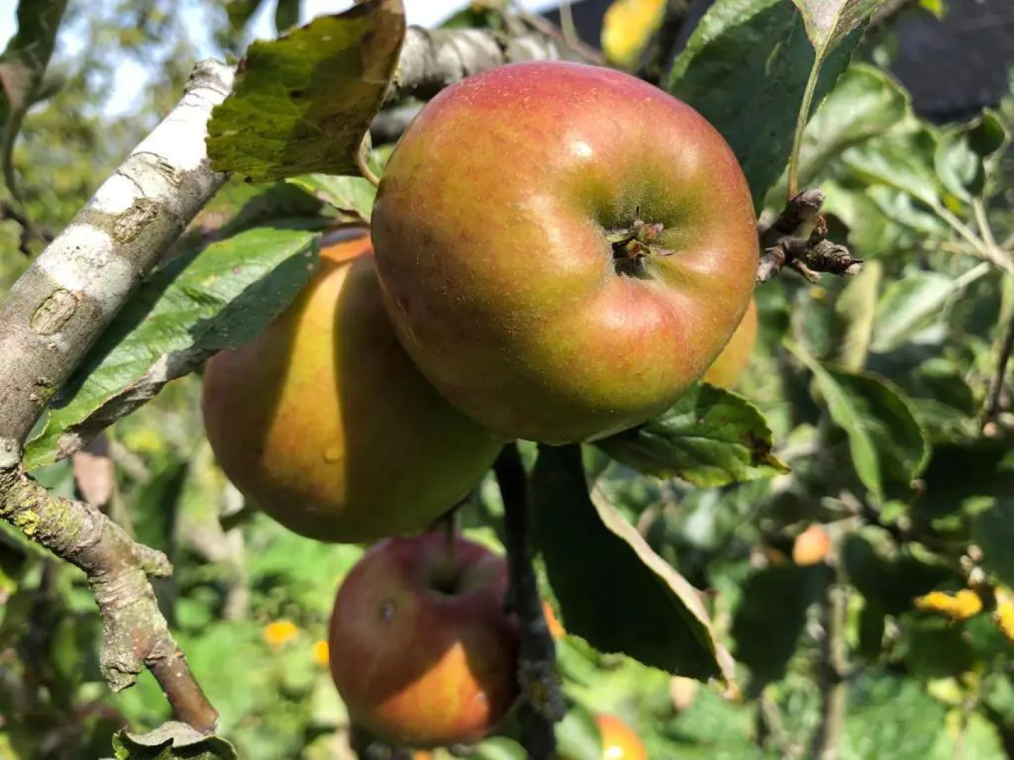 Studio appartement 1nul9