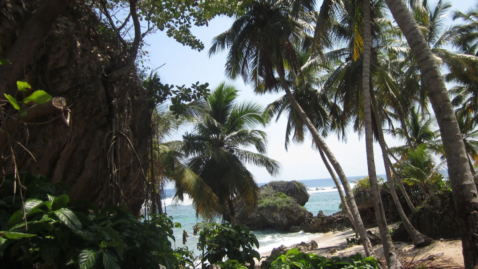 Hostel La Ballena Backpacker