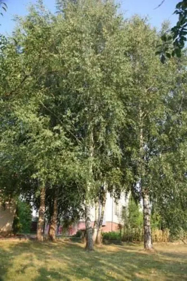 Коттедж в Раубичах