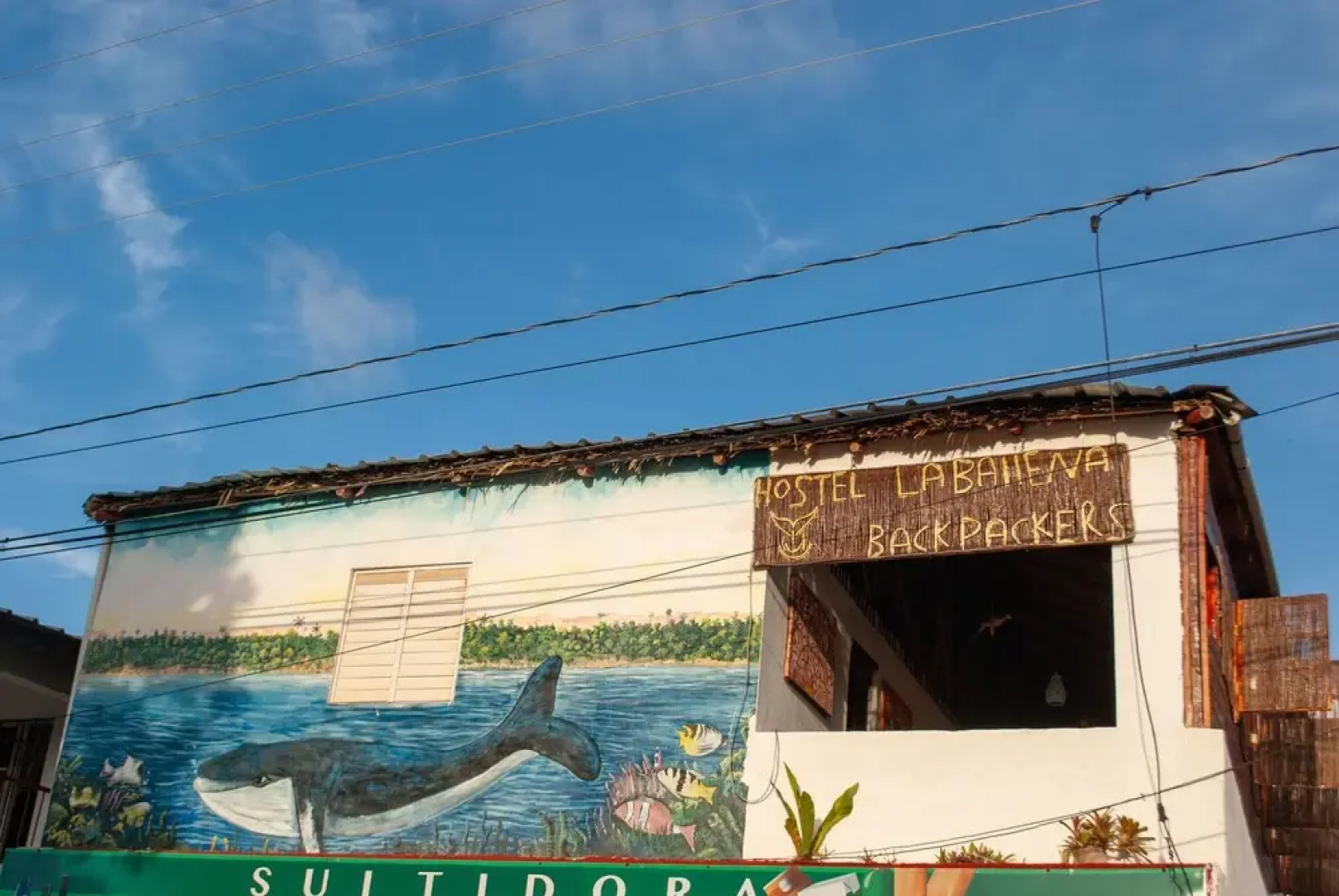 Hostel La Ballena Backpacker