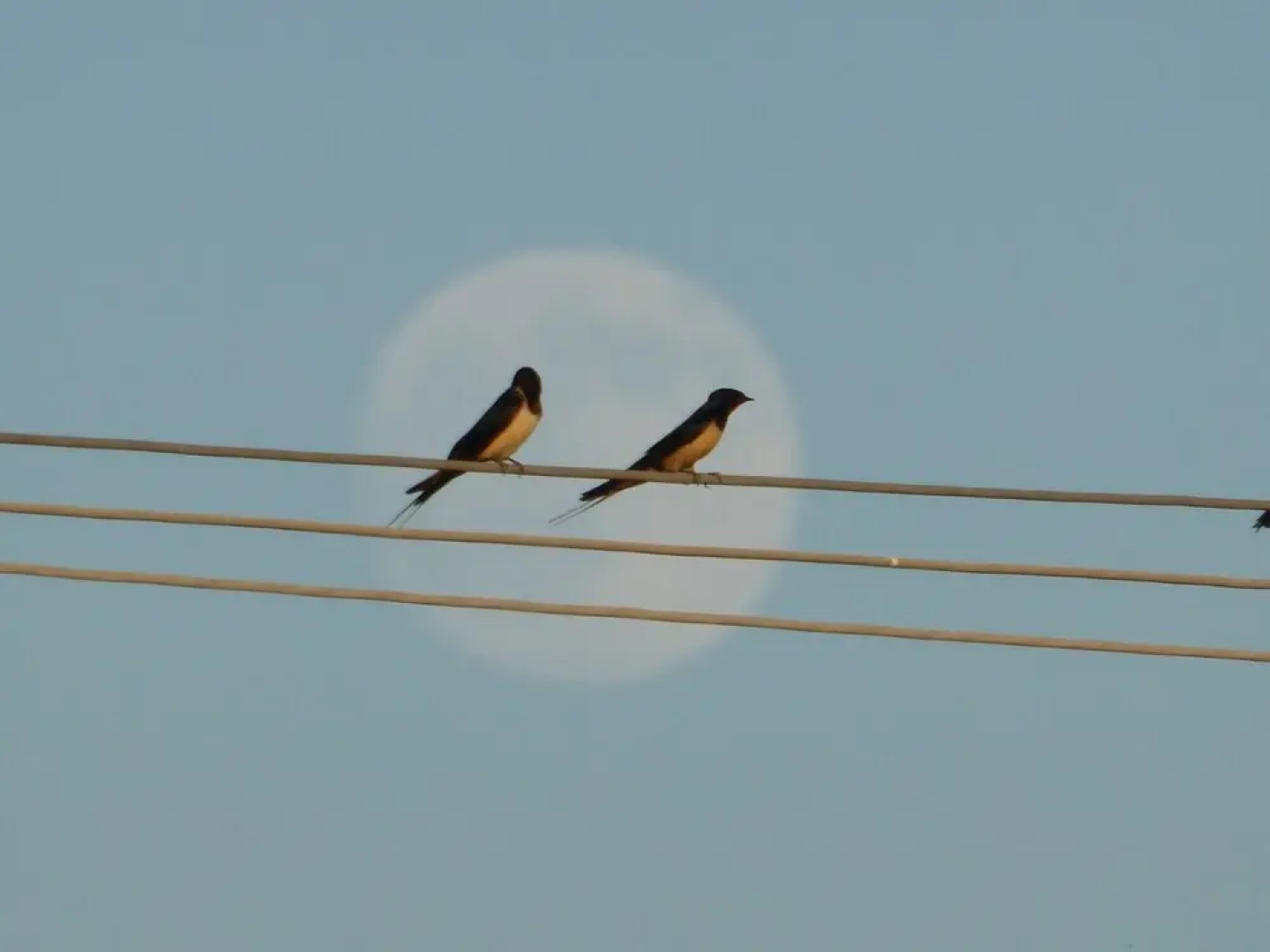 Agriturismo Le Stringaie