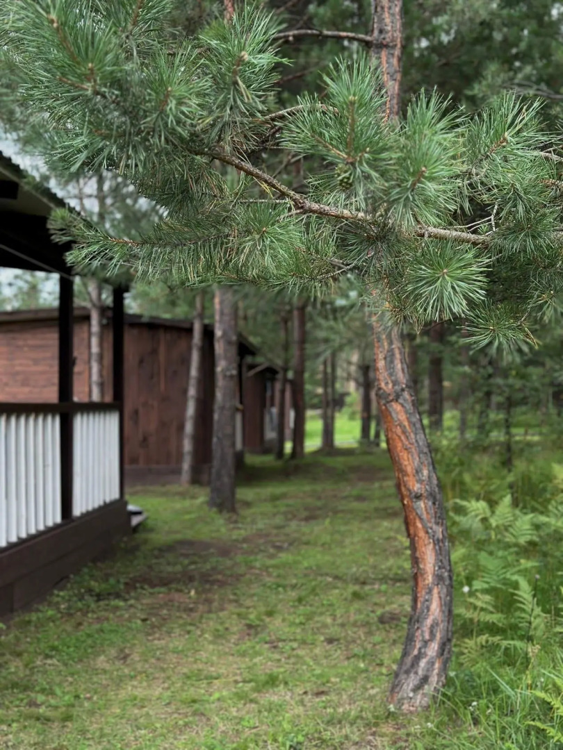 Сосновый рай