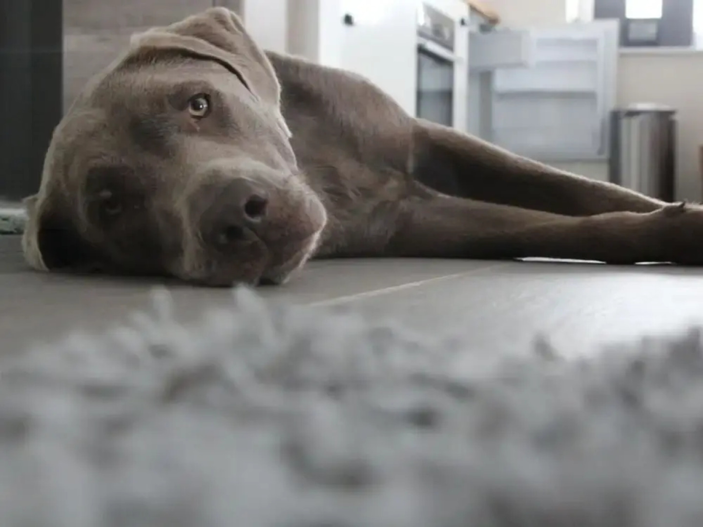 Holiday Apartment Ponywiese