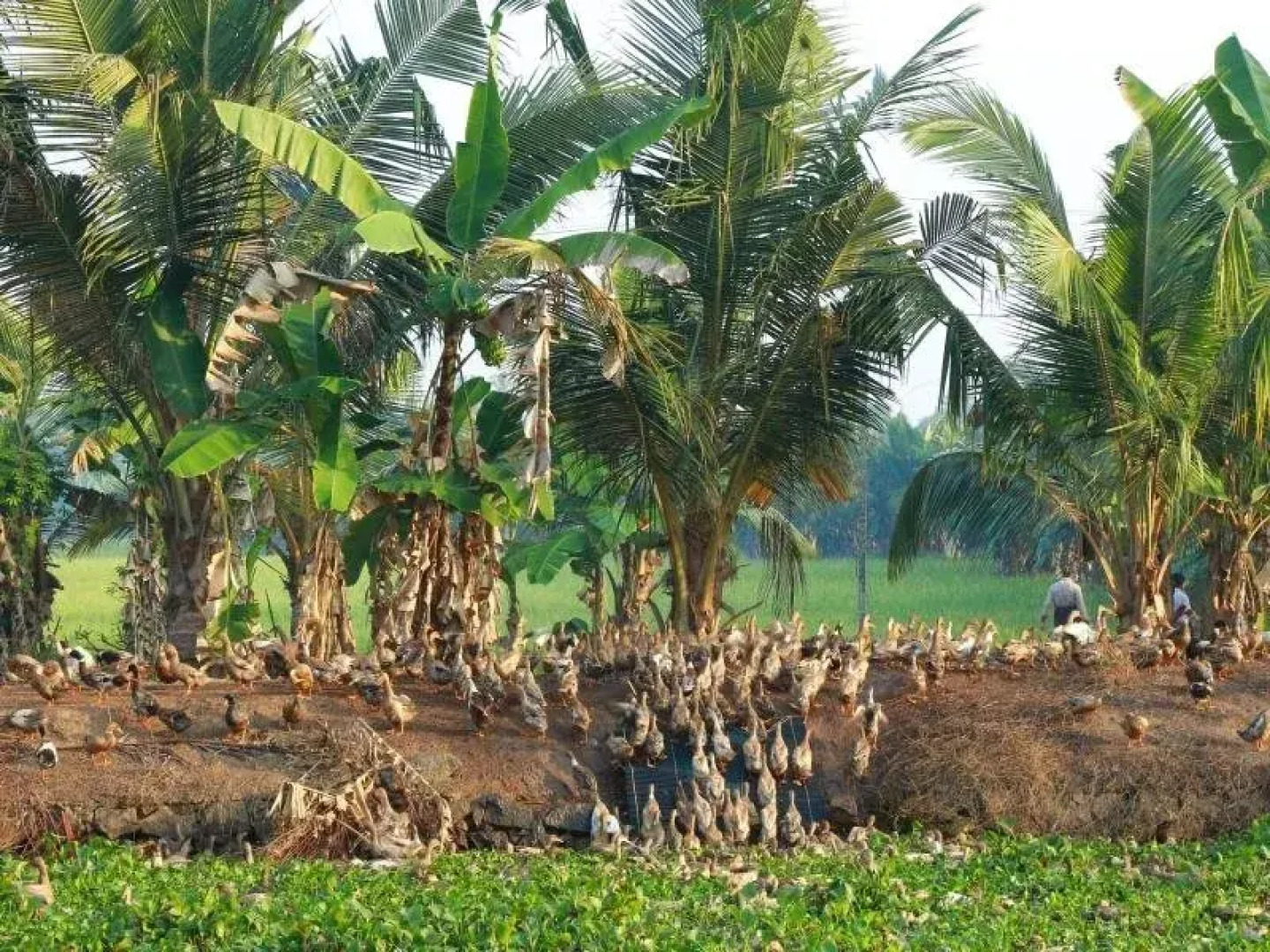 Manjishta Ayurveda Heritage Resort