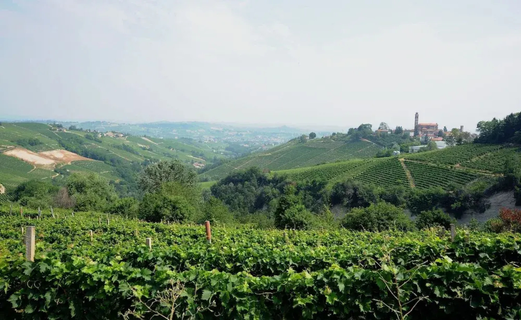 The Grape Pergola House