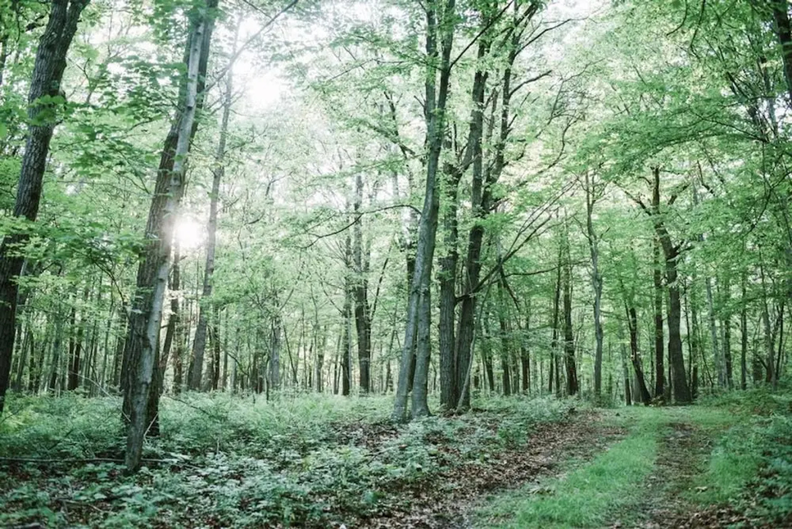 Tentrr - Whippoorwill Woods