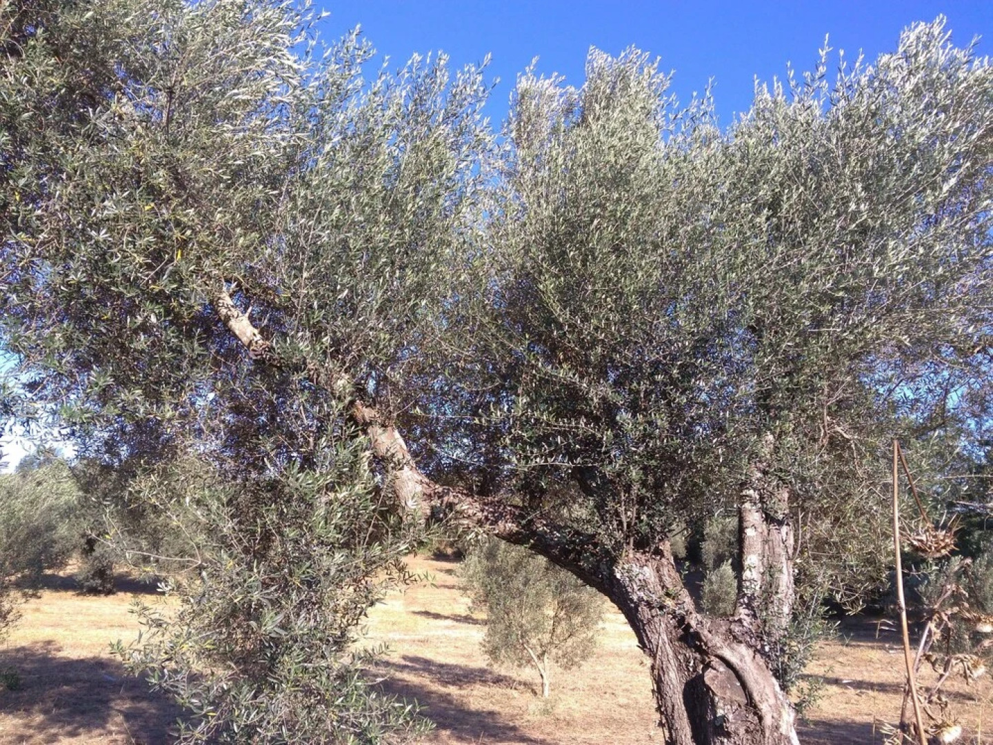 B&B Le buche Casa storica