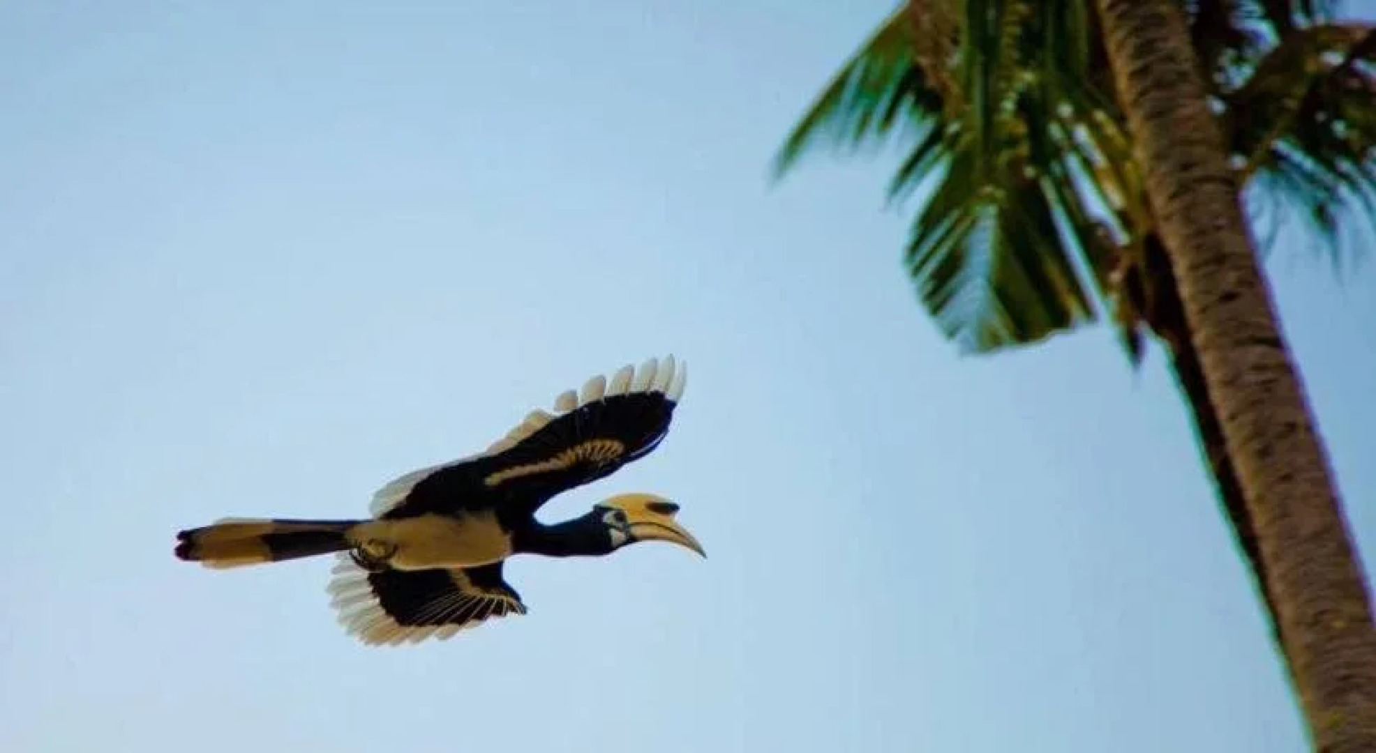 Bann Anattaya Koh Yao Noi