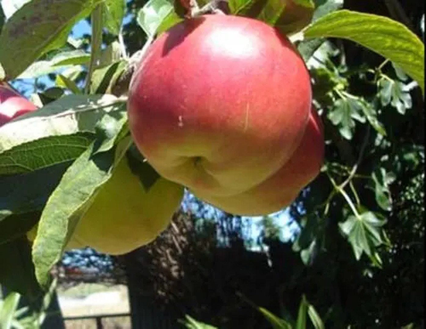 Rowan Cottage Organic B&B