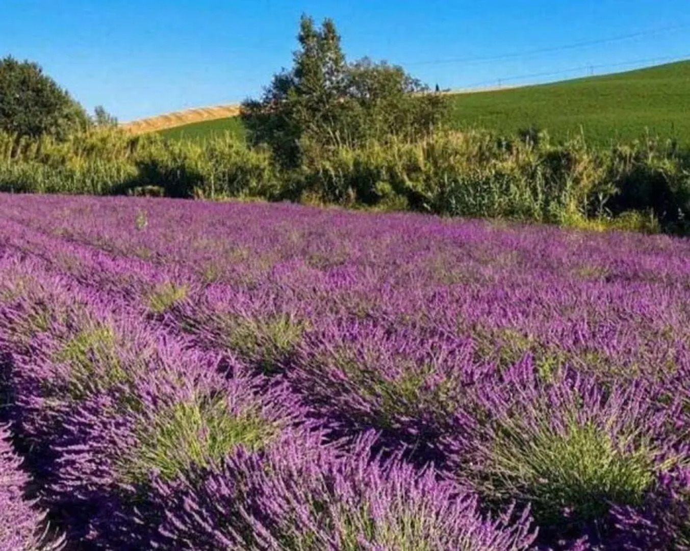 Casina di Gorgona Comfortable Holiday Residence