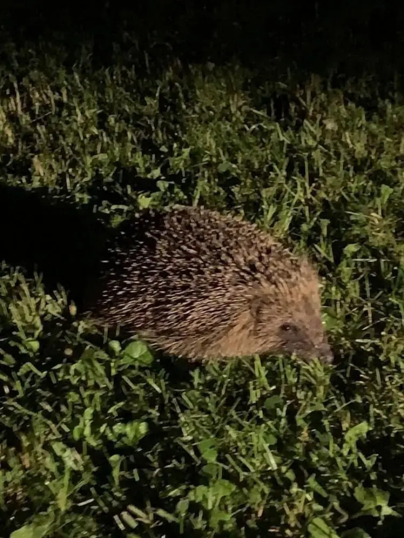 Yew Tree Cottage B&B