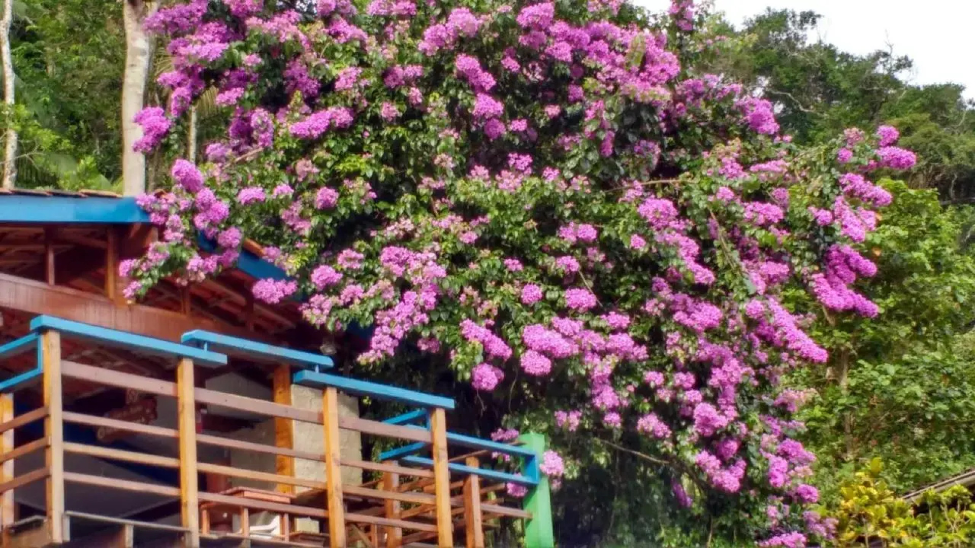 Waldhaus - Casa da Floresta