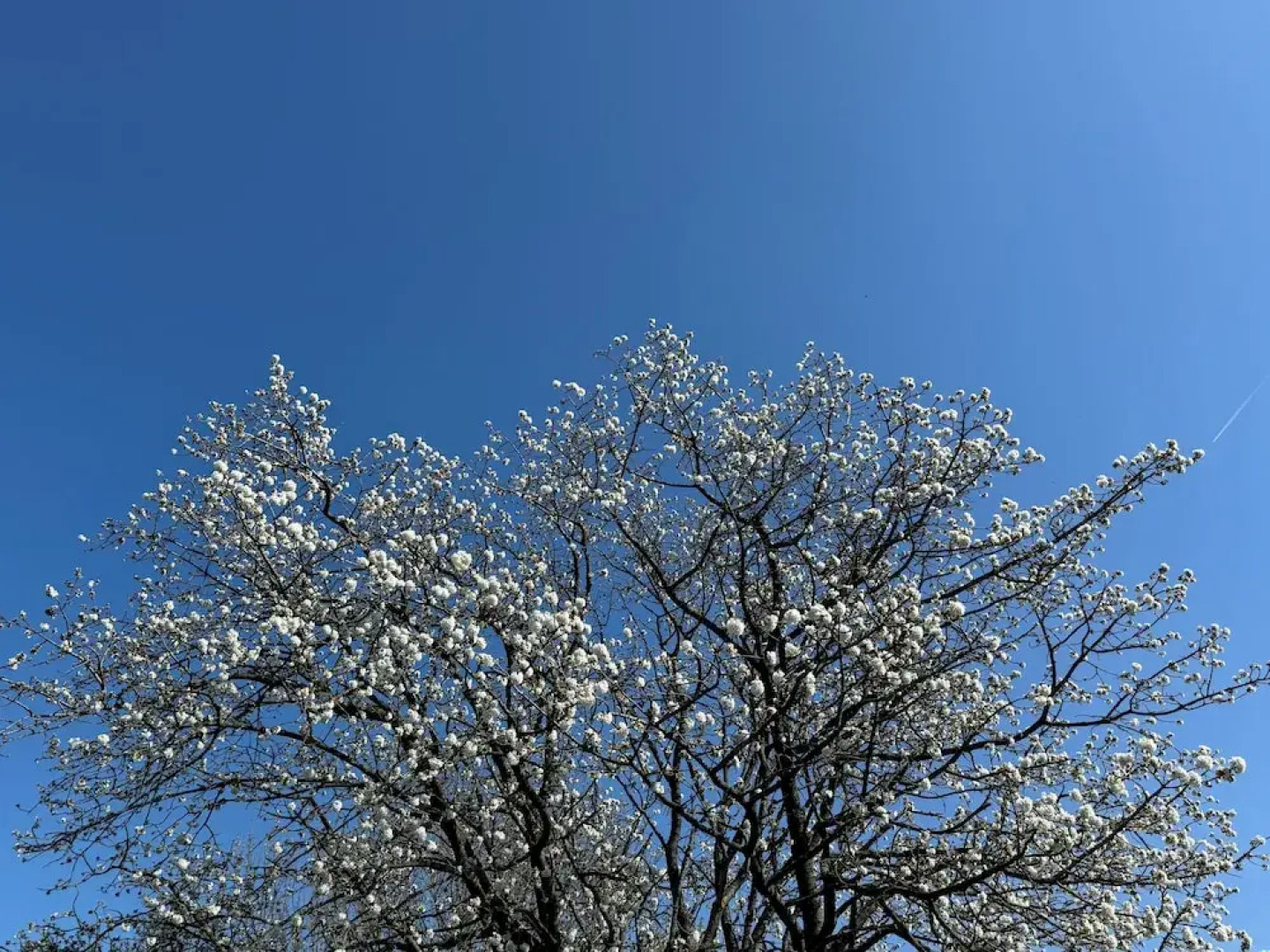 The Beautiful White House