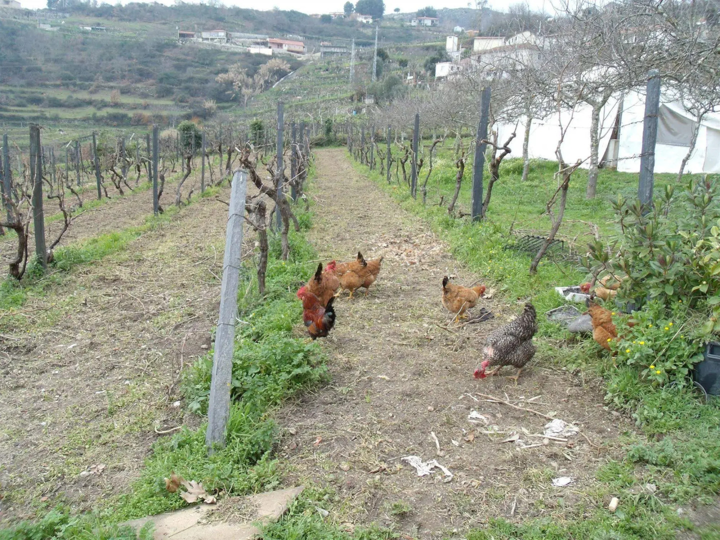 Quinta da Casa Grande Pinheiro