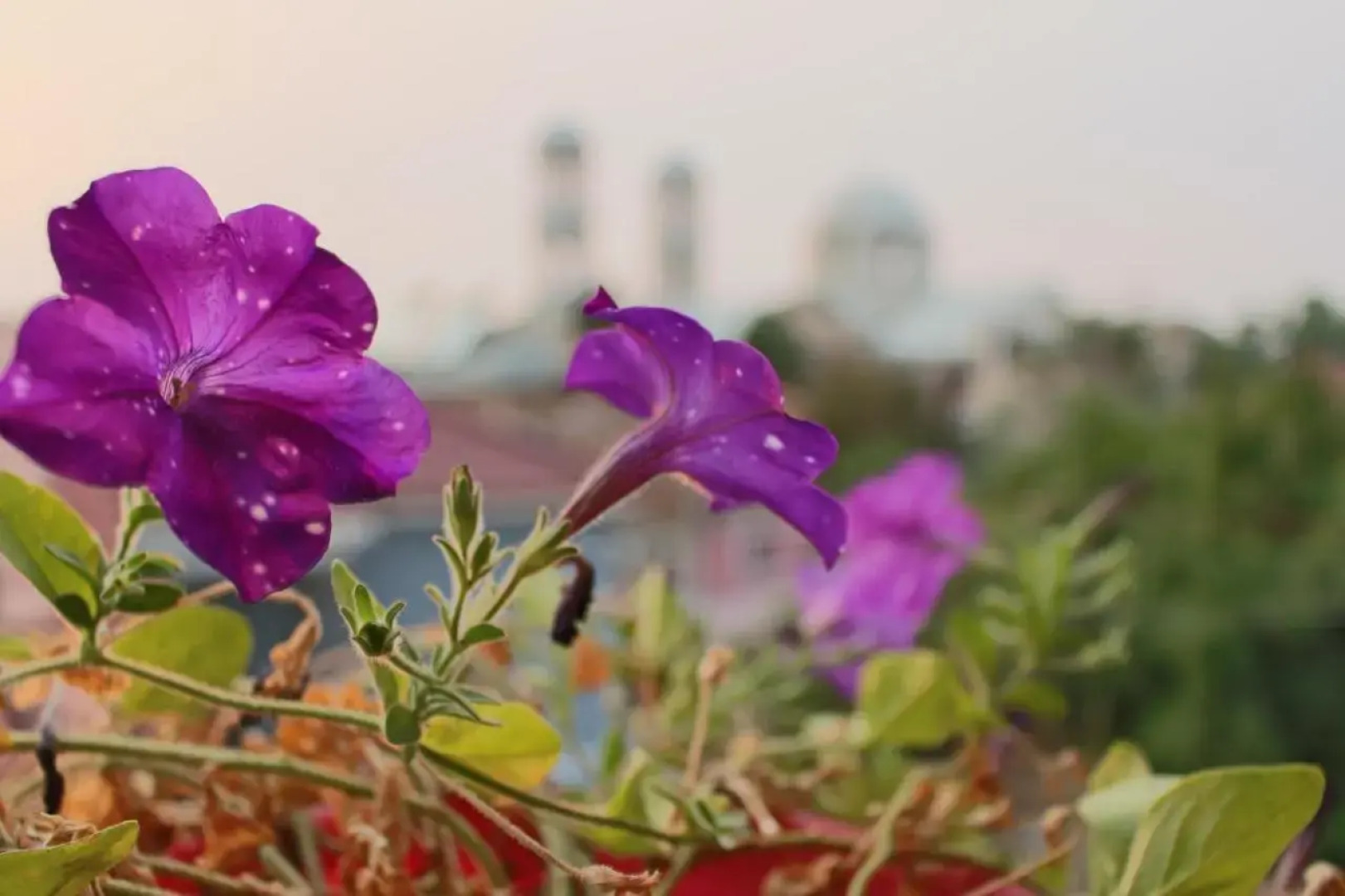 The Twins' House - Binjaket