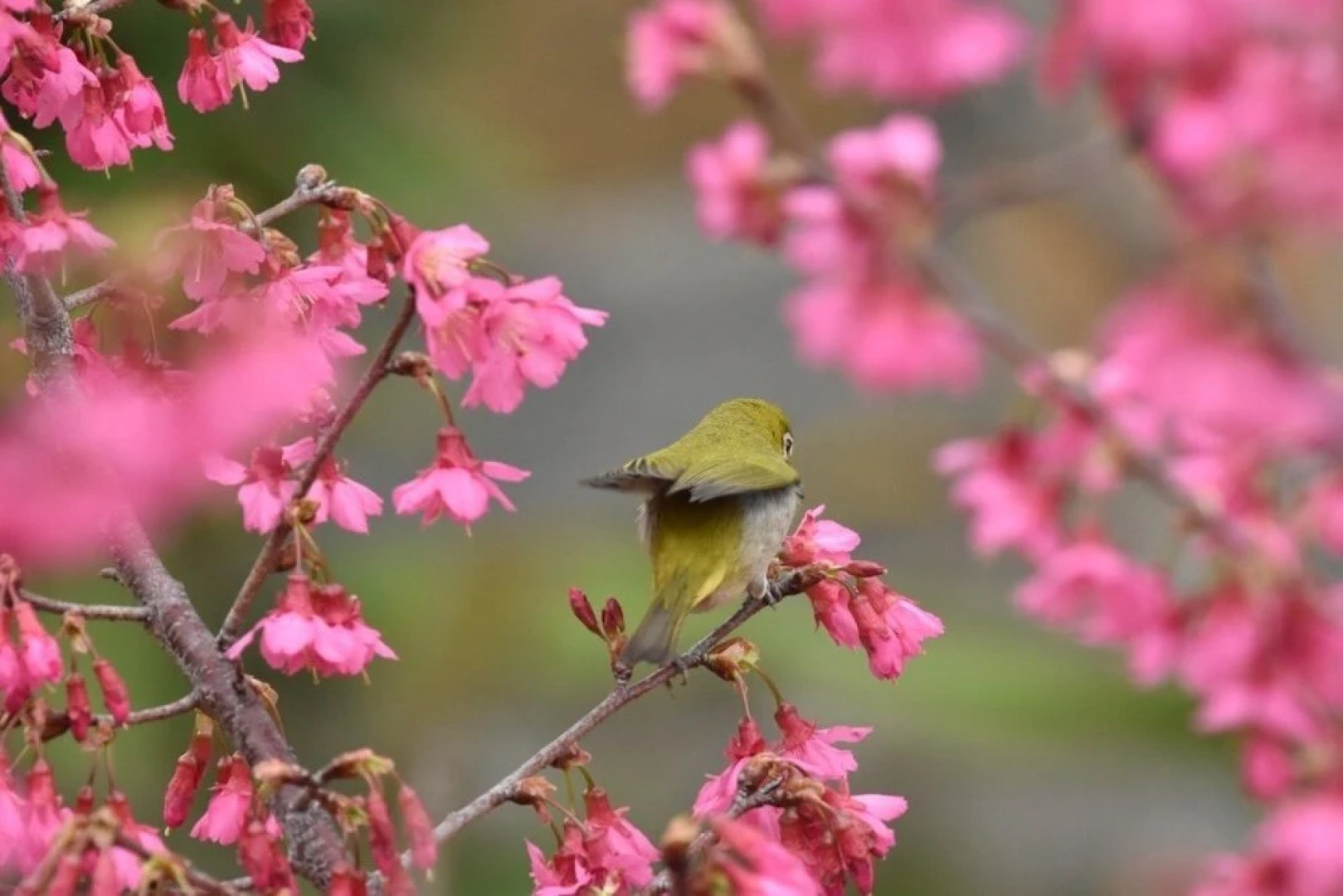 Tomato red classical Homestay