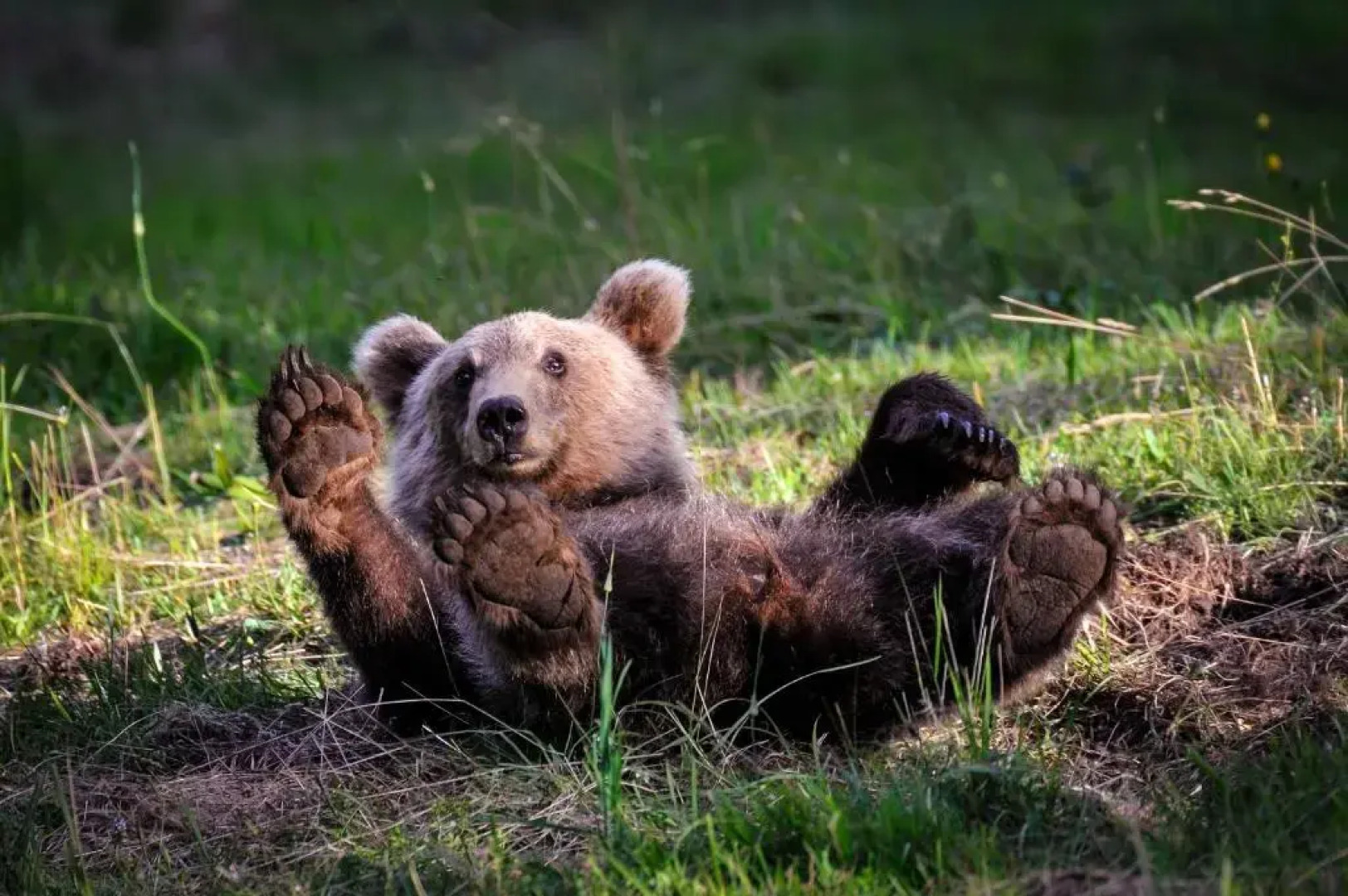 youth hostel arsviva