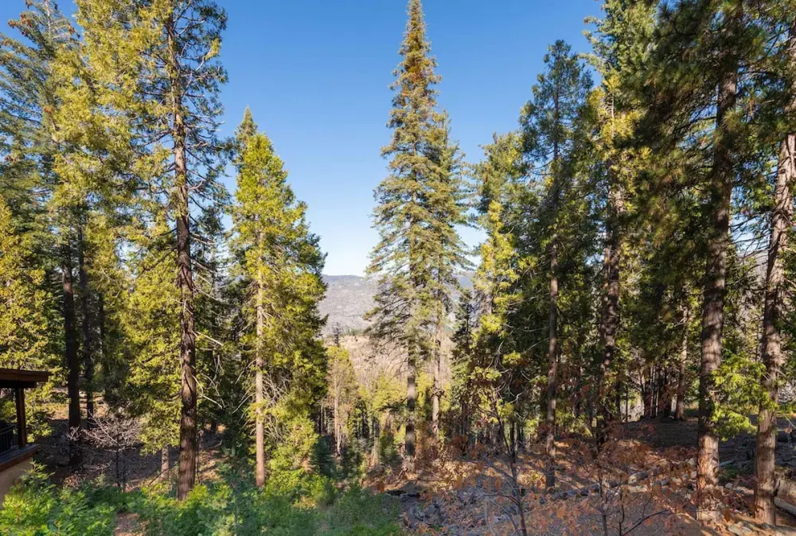 Yosemite Aviary and Quail Within Yosemite - 2 Separate Units, Up To 14 Guests!