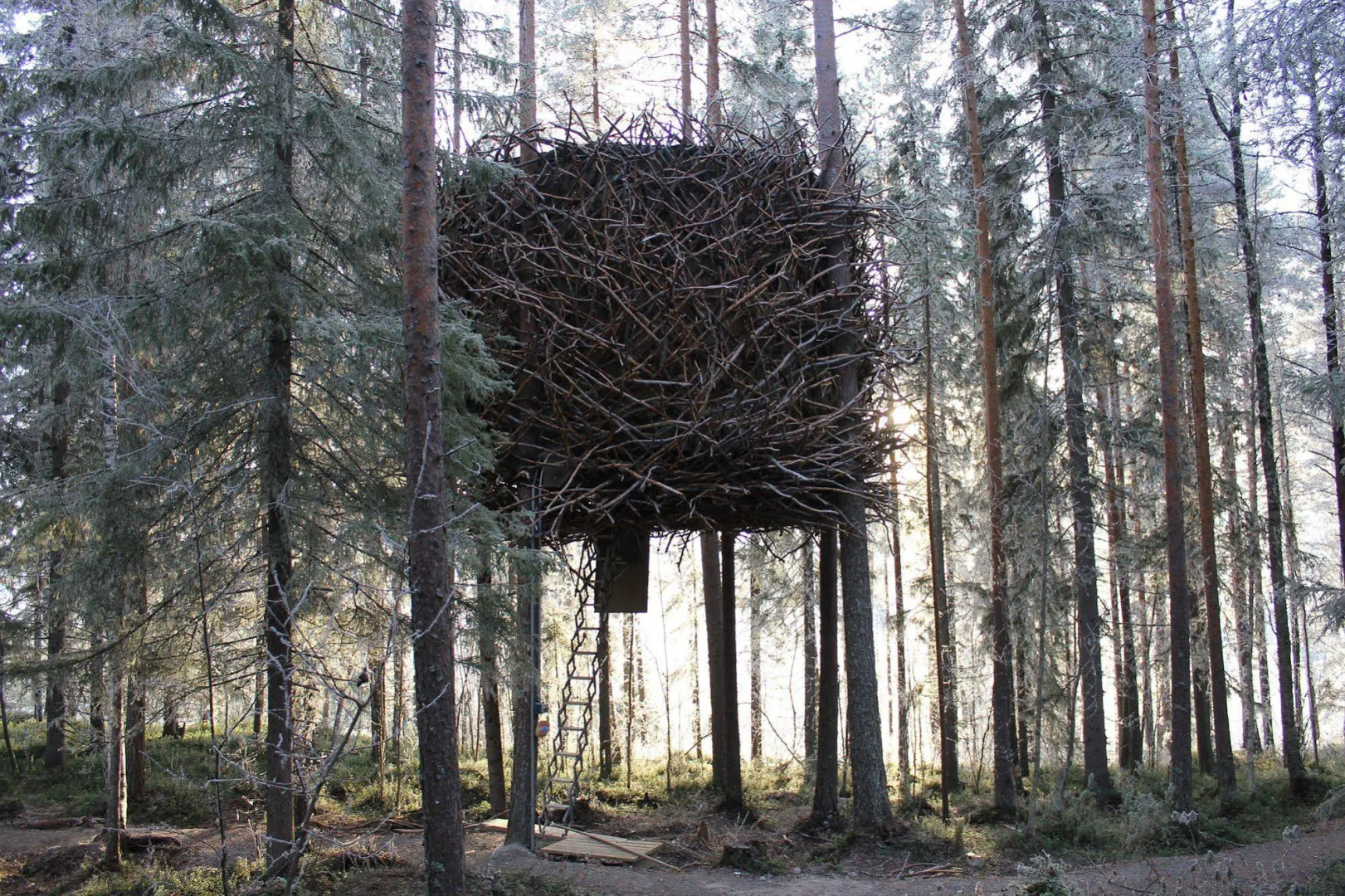 Tree Hotel