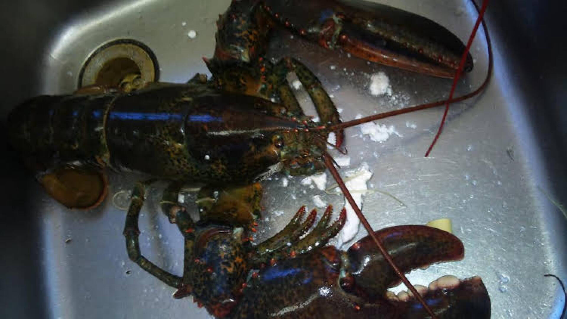 Landhotel Weisses Röß`l