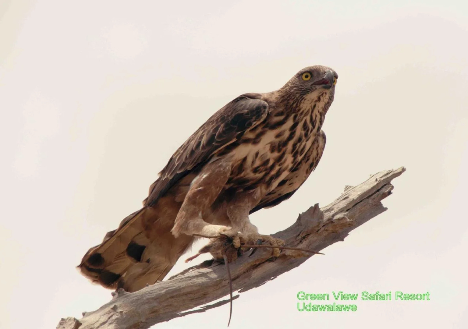 Green View Safari Resort