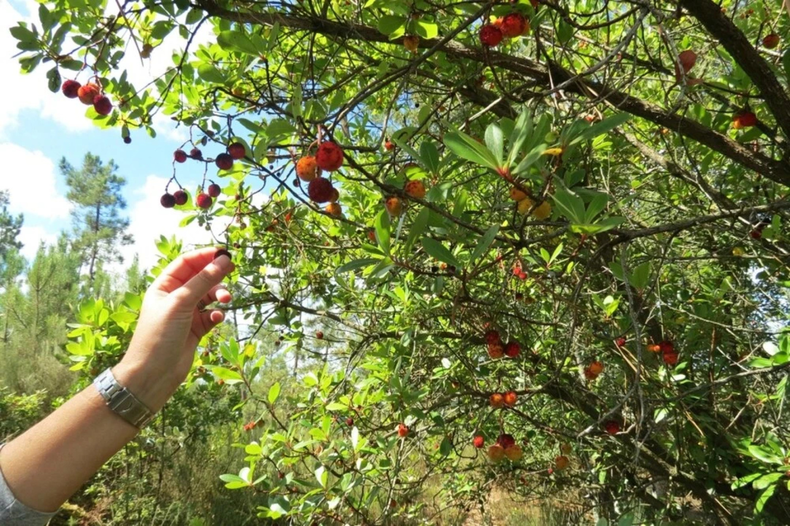 Mansion With 4 Bedrooms in Póvoa de Midões, With Wonderful Mountain Vi