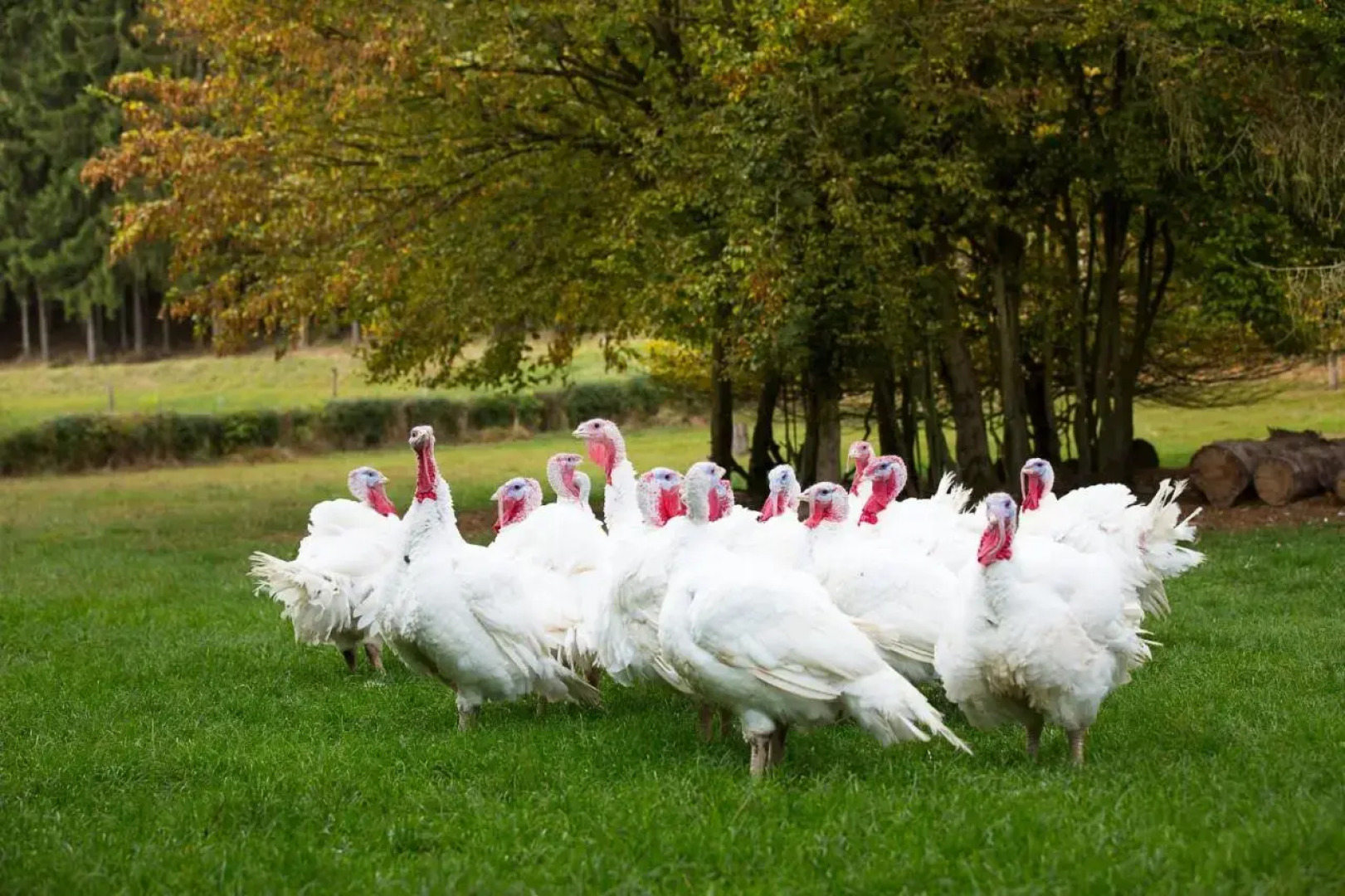 Gasthaus Maem Restaurant Pension Metzgerei