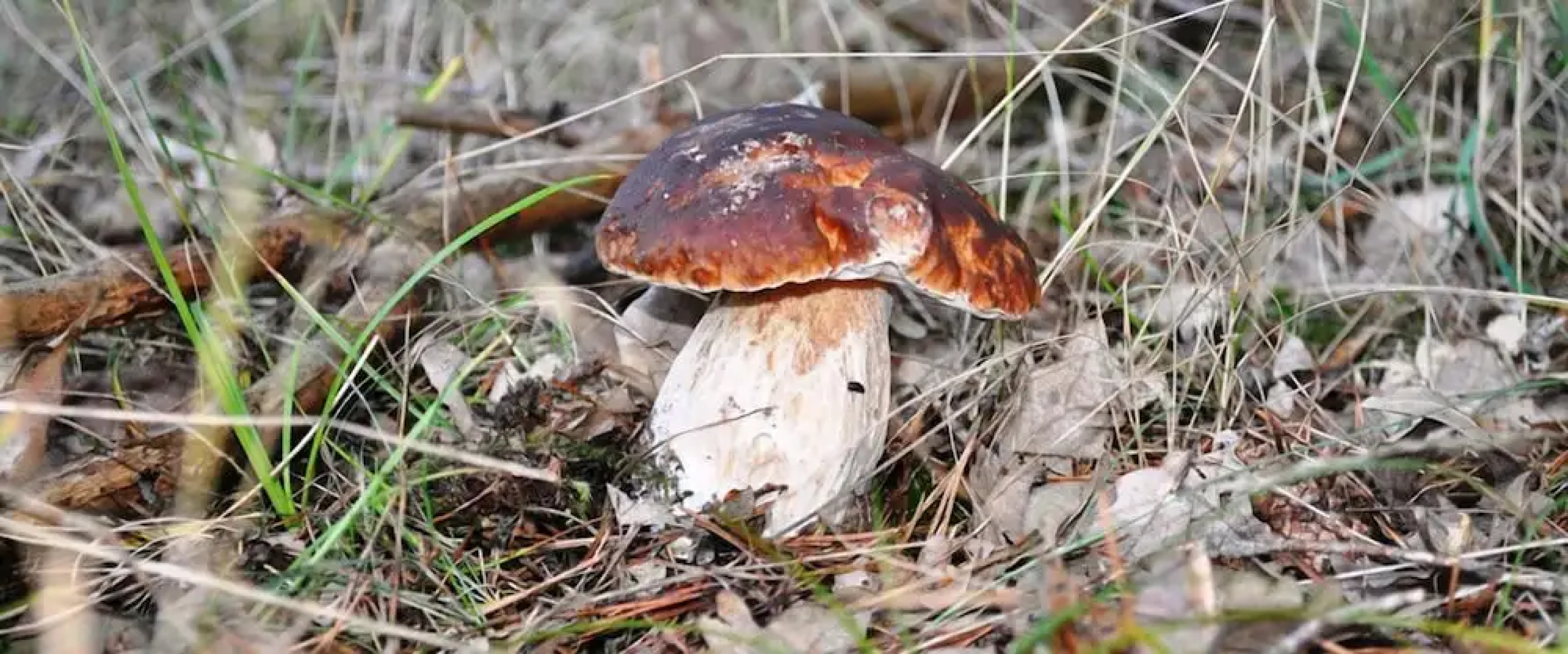 Hotel Rural y SPA La Senda de los Caracoles