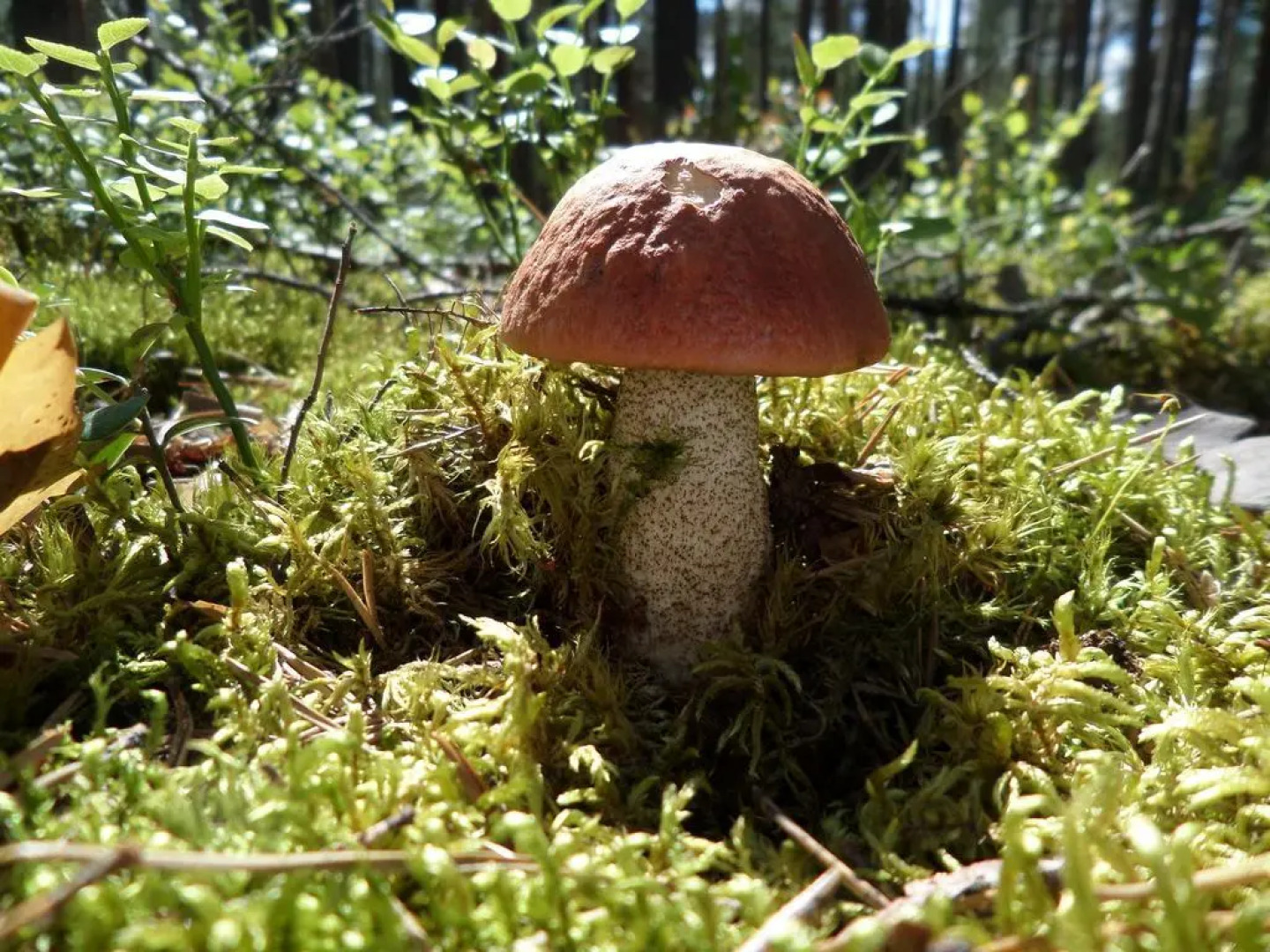 Guest house in Serebryaniy bor