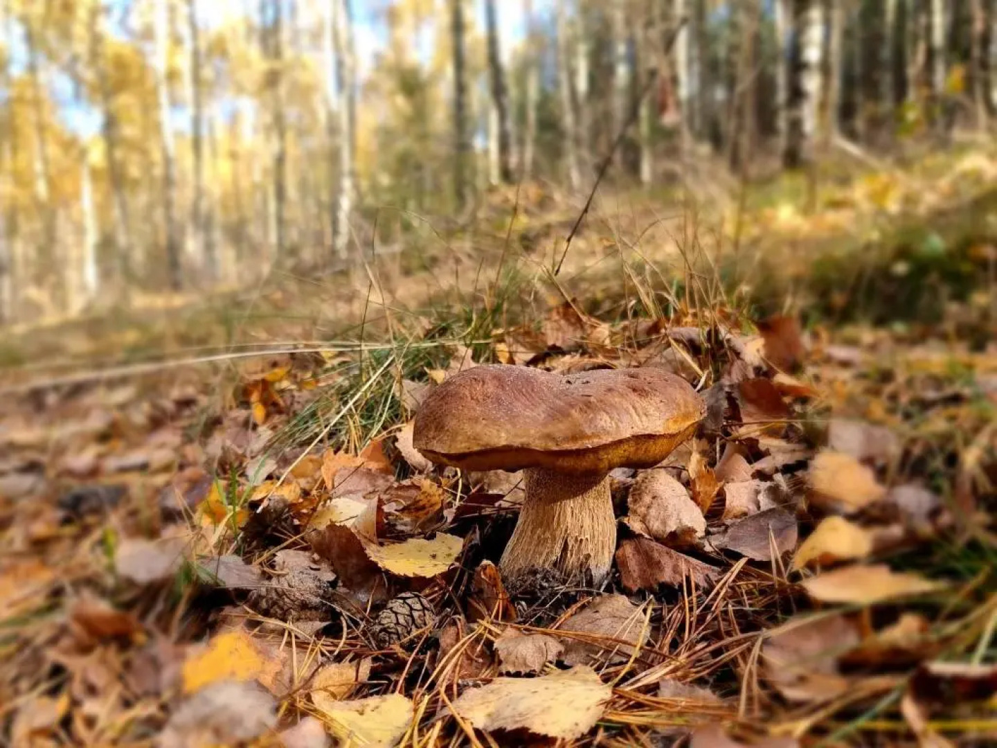 Pensjonat Leśniczówka