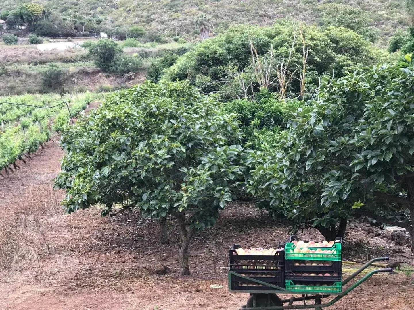 Finca El Vergel Rural