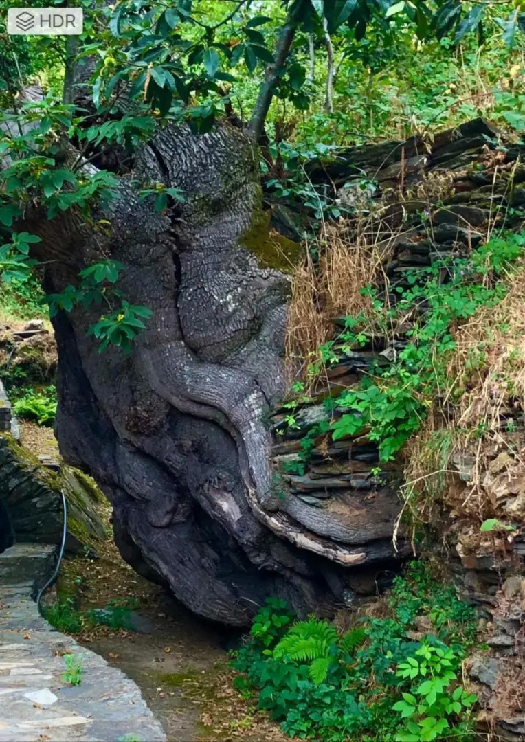 Pensión Blanco Conde