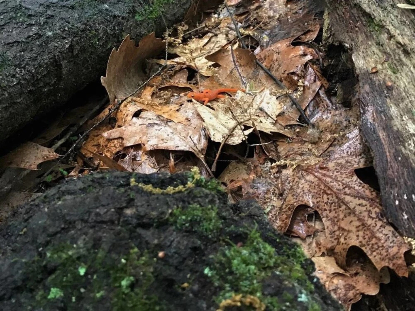 Tentrr - Little Bear