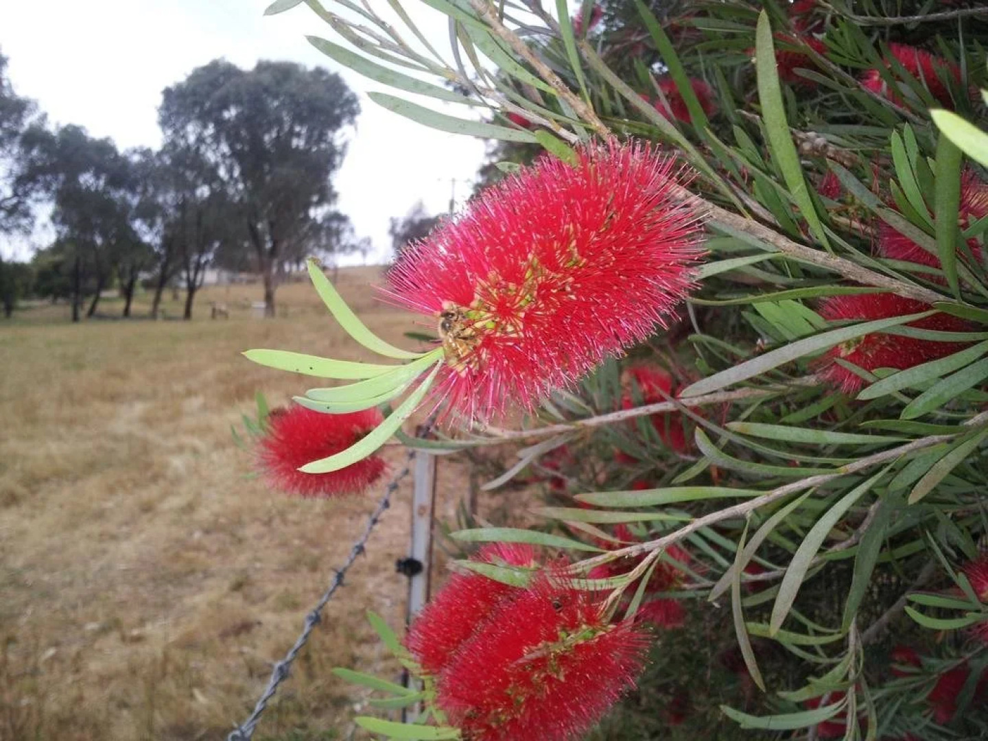 Russellee Bed and Breakfast