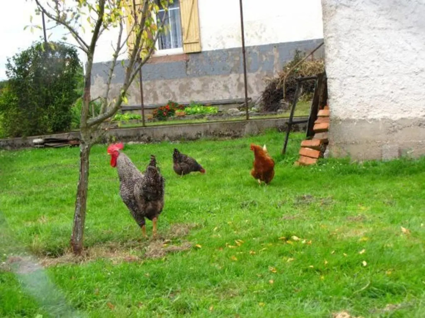 Gîte Granges-Aumontzey-Granges-sur-Vologne, 3 pièces, 4 personnes - FR-1-589-109