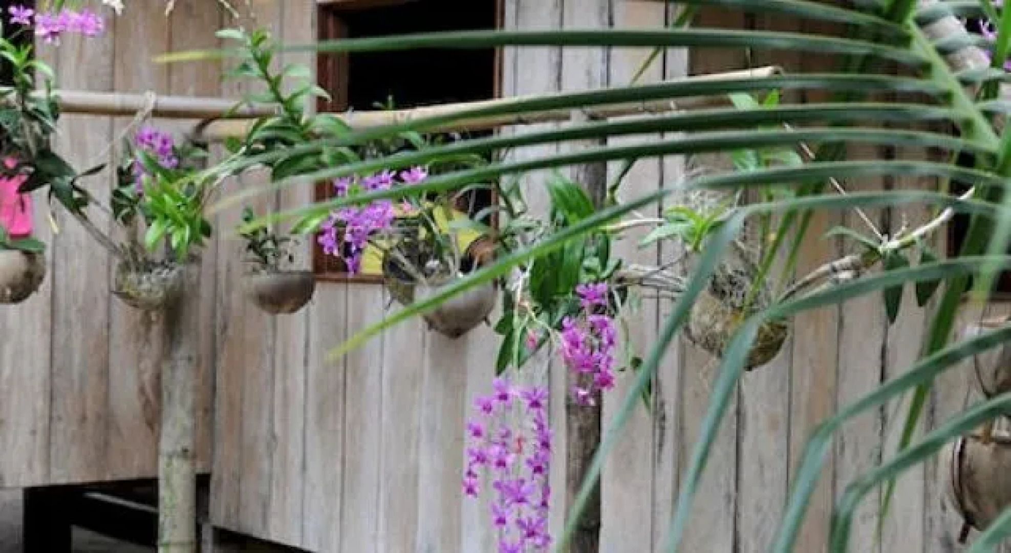 Pura Vida Inn & Tours