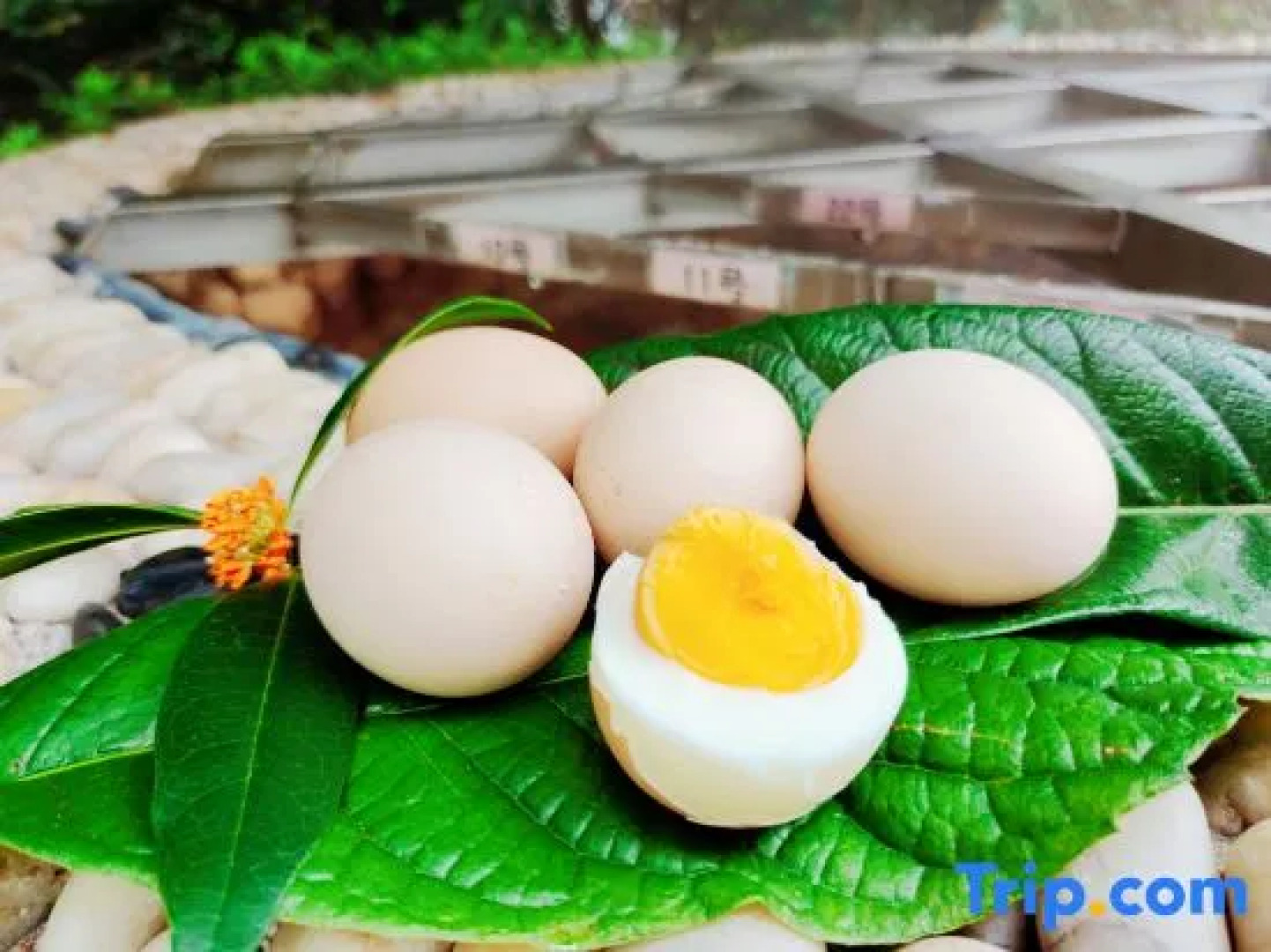 Mangshan Forest Hot Spring Tourism Resort