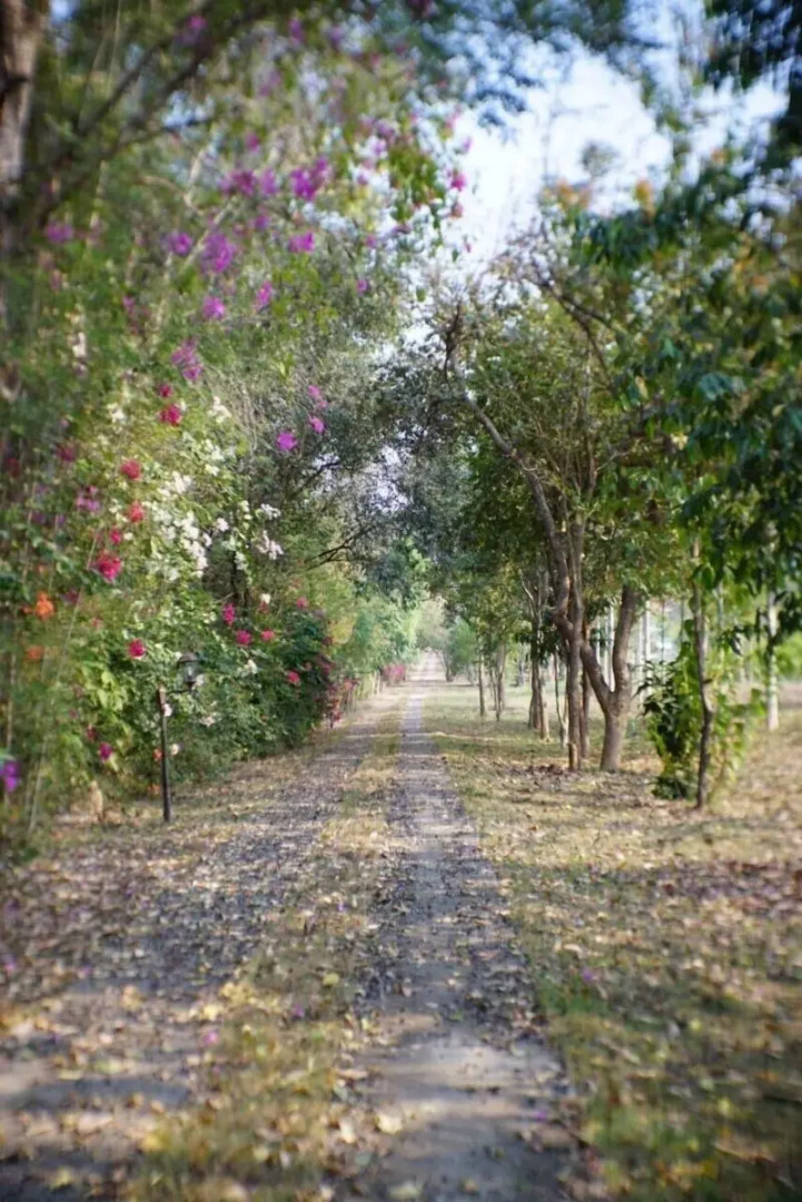 Suan Phueng Pa Wai Resort