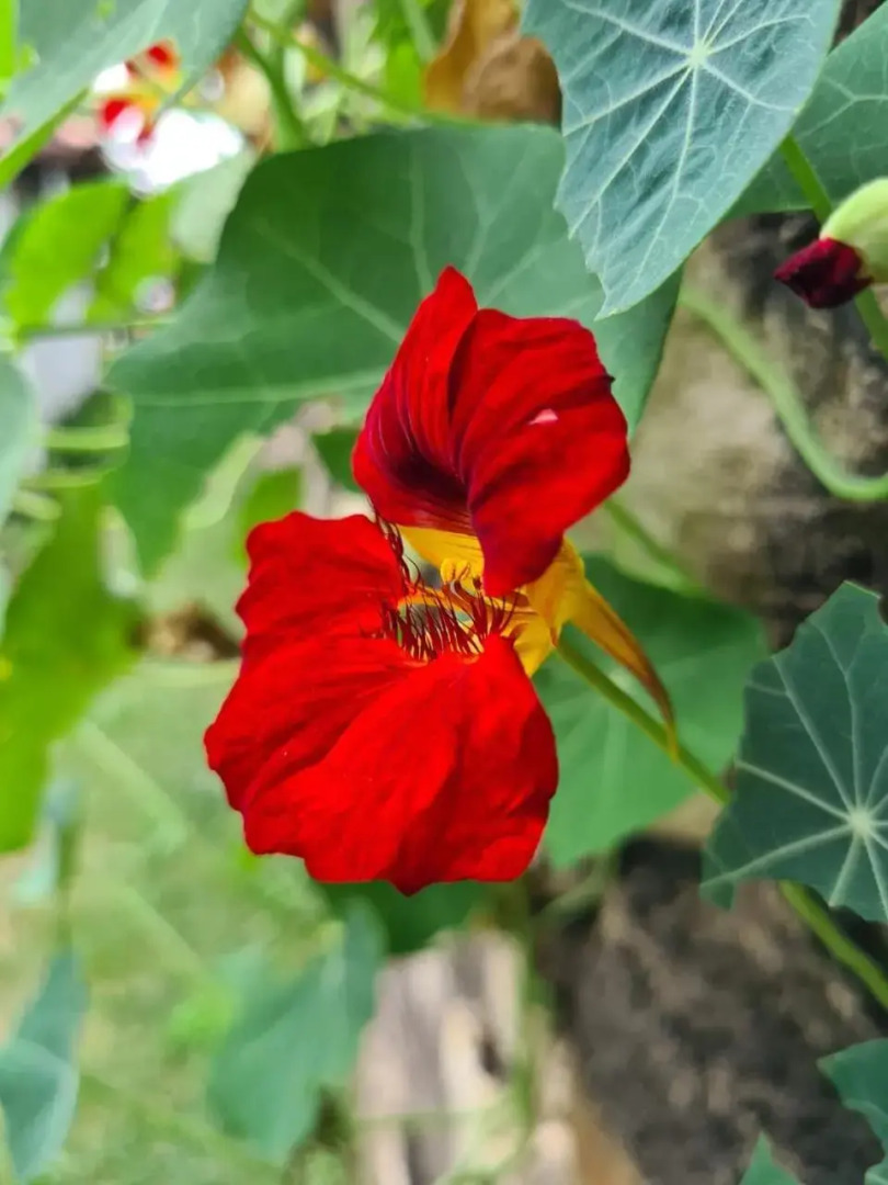 Sossego e aconchego ao lado do INHOTIM