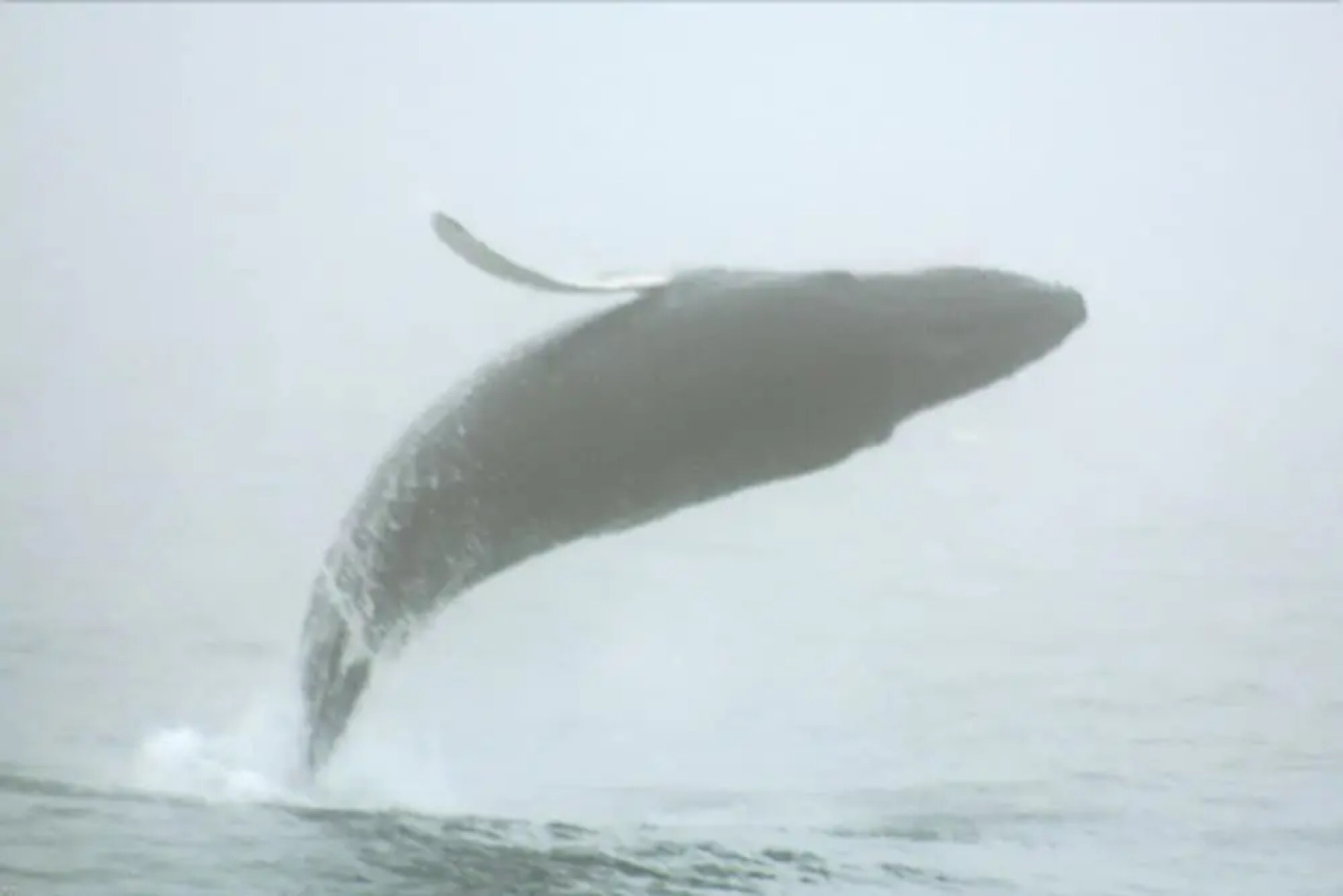 The Coachman Motor Inn